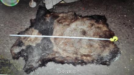 A piece of panda skin. Police in southwest China's Yunnan province have detained 10 suspects involved in killing a giant panda and selling its meat. (Photo/Screenshot from CCTV)