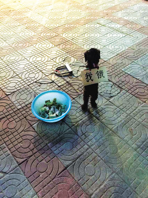 A dog balances on its hind legs holding a sign that reads,Im hungry. (Photo/www.dahe.com) 
