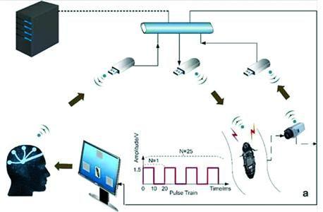 This graphic shows the track of a cockroach controlled by human mind. (Photo/xinmin.cn)