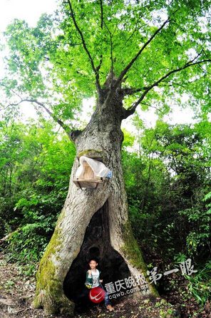 An old tree in southwestern China's Chongqing municipality is said to be able to forecast weather. (Photo/cqwb.com.cn)