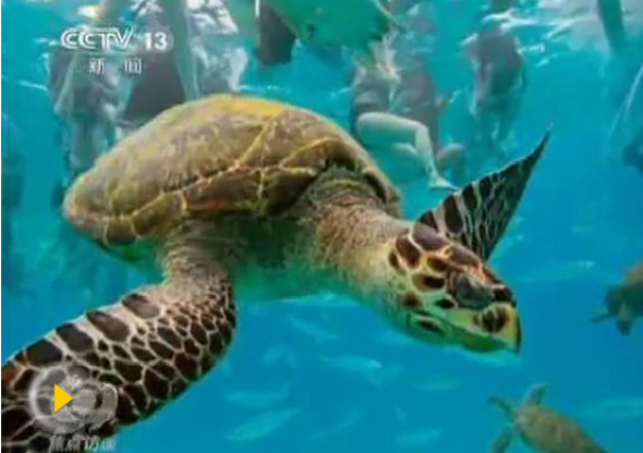 This screenshot shows a big hawksbill sea turtle. (Screenshot from CCTV)