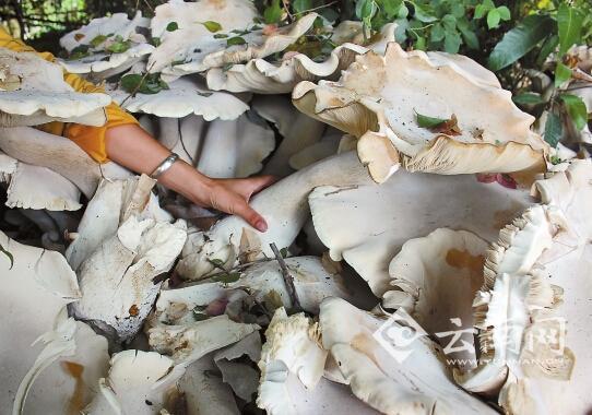 A cluster of edible mushrooms are seen near a basketball court at a floorboard plant in Kangping town, Yunnan province. (Photo/www.yunnan.cn)