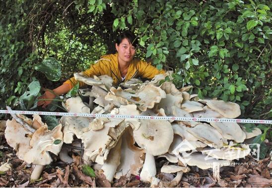 A woman gestures beside a cluster of edible mushrooms found near a basketball court at a floorboard plant in Kangping town, Yunnan province. (Photo/www.yunnan.cn)