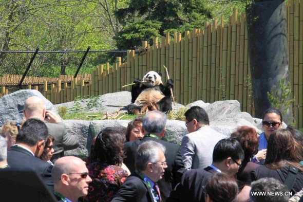 Giant panda Da Mao is seen at the Toronto Zoo in Toronto, Canada, May 16, 2013. (File photo/Xinhua)
