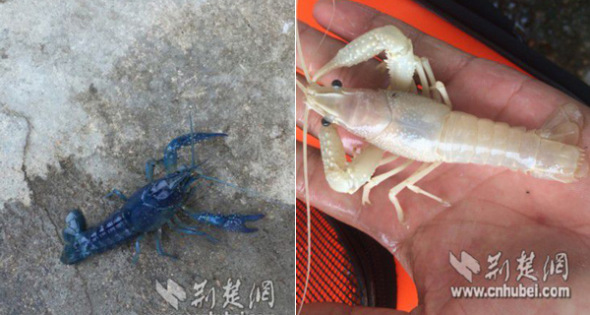 This combo photo shows two crayfish, one blue and the other white, found in Hubei province. (Photo/cnhubei.com)