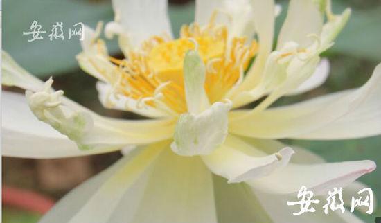 A 600-year-old lotus flower blossoms on Sunday and is on display at an exhibition along with more than 3,000 other lotuses at Hefei Botanical Garden in Anhui province. (Photo/www.ahwang.cn) 