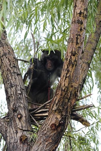 A macaque dismantles a bird nest in a tree. (Photo/Beijing News)