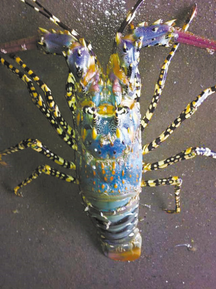 A colorful lobster is caught in eastern Ningbo city, Zhejiang province. (Photo/Zhejiang Daily) 