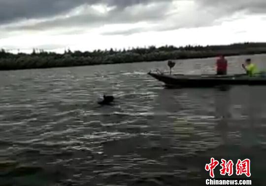 A bear swims in waters in Heilongjiang province near China-Russia border, Aug 27, 2015. (Photo provided by local police)