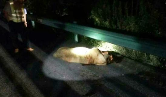 The police shot a lion roaming along a highway on Sept. 7. The female lion was about 1.5 meters long and weighed over 450 pounds. (Photo/Anhuinews.com)