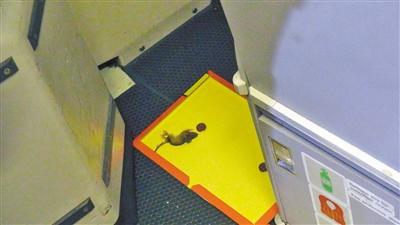 A rat was caught on a Finnish airliner. (Photo/Chongqing Morning News)
