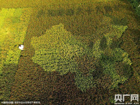 A colorful Map of China in Zhonghong village paddy field is cultivated by Chen Jinxiang. (Photo/cnr.cn)