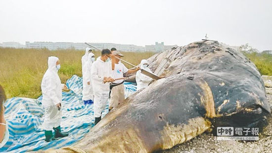 Fishing nets and plastic bags fill the whale's stomach.(Photo/Chinatimes.com)
