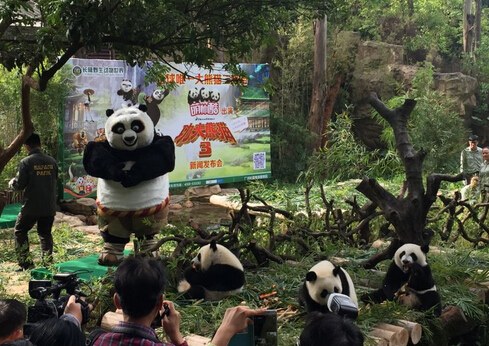 Kungfu Panda 3 lead player A Bao visits the pandas at the park on Nov. 26. (Photo/nfdaily)