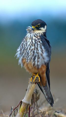 File photo of Eurasian hobby (Falco subbuteo).