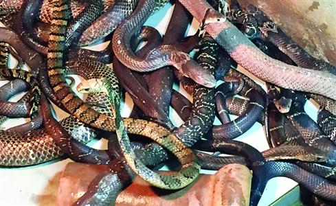 Venomous snakes have been seized in urban Shanghai.