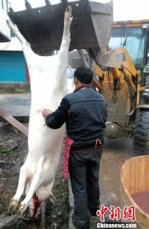 A villager uses an excavator to kill a pig in Bazhong City, Southwest China's Sichuan Province. (Photo/Chinanews.com)