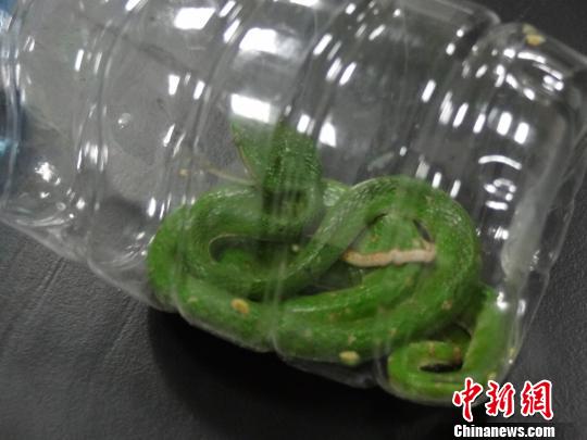Guangzhou Customs detects a snake in a mail package, Feb. 3, 2016. (Photo/Chinanews.com)