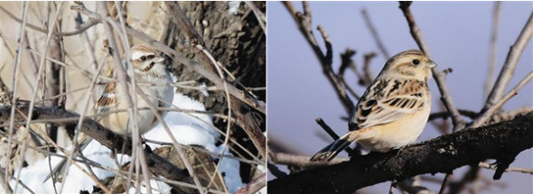  A small flock of rare birds Jankowski's Buntings have been spotted at Miyun Reservoir in Beijing. (Photo/Beijing News)