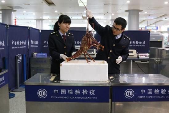 A 3-kilogram live lobster from Australia was intercepted in the luggage of an airline passenger by the Ningbo Exit-Entry Inspection and Quarantine Bureau in East China's Zhejiang province. (Photo/caijing.com.cn)