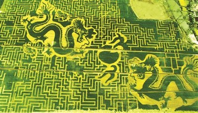 Dragon pattern in the wheat field (Photo/jschina.com.cn)