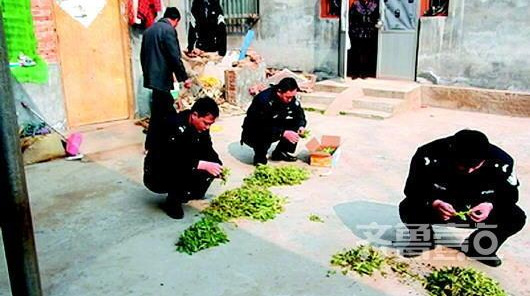 Police count opium poppy seedlings grown by a woman in Dongming County, Heze City of Shandong Province. (Photo provided by local police)