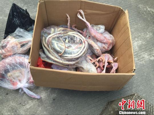 A batch of wild animals and birds C nearly 9 kilograms of snakes, seven tortoises, seven pheasants and two partridges -- are seized during a police raid on a restaurant, April 20, 2016. (Photo/Chinanews.com)