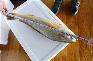 A large wild yellow croaker that measures 60 centimeters long and 16 centimeters wide is auctioned at 29,800 yuan. (Photo/jinbaonet.com)