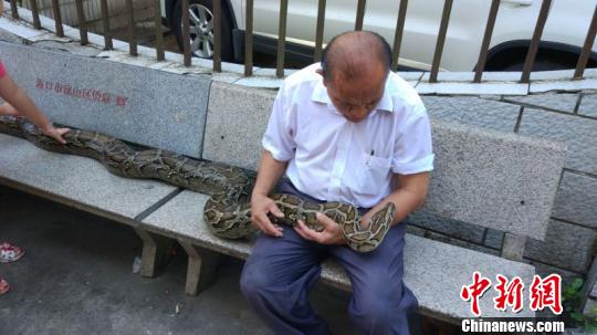 Shi Jimin and his pet python have become popular attractions among neighbors.(Photo/Chinanews.com)