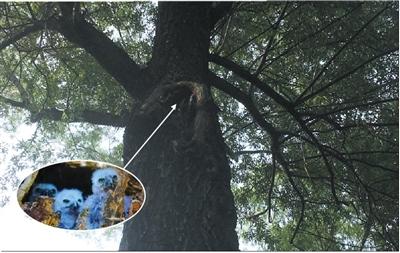 Two hawk-owls once settled in a big tree hole, but it's empty now. (Photo/Beijing News)