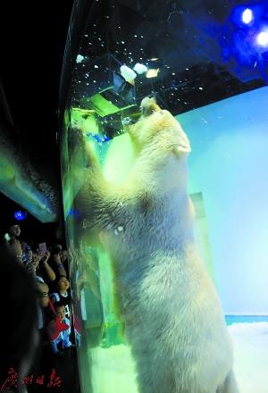 A polar bear is seen at an aquarium in Guangzhou, south China's Guangdong Province. (Photo/Guangzhou Daily)
