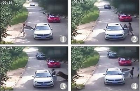 Surveillance video footage shows the attack of a tiger on a woman. (Photo/Screenshot from Video)