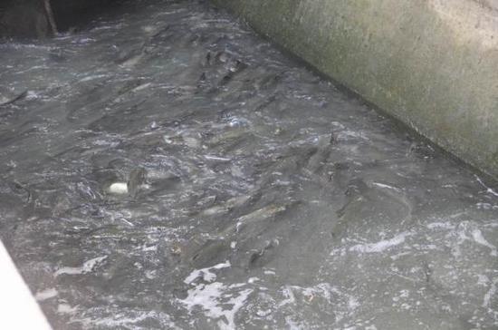 Large schools of fish migrating up Hanjiang River toward their spawning grounds are hindered by a dam in Xiangyang City, Hubei Province. (Photo/Youth.cn)