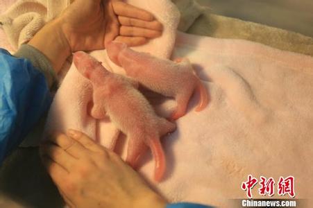 Giant panda Maomao, the model for Jingjing, the mascot of the 2008 Beijing Olympics, gives birth to female twins on Tuesday morning at the Chengdu Research Base of Giant Panda Breeding. (Photo/Chinanews.com)