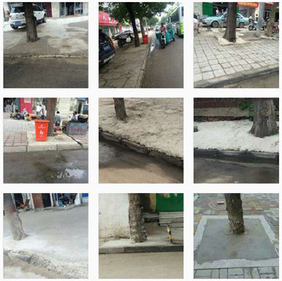 Tree pits are found sealed with cement to curb airborne dust in Shangqiu City, Central Chinas Henan Province. (Photo from weibo)