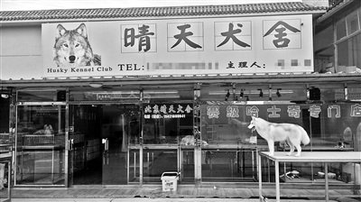 A dog store in Liyuan Dog Market in Beijing's Tongzhou District is empty. (Photo/Beijing Youth Daily)