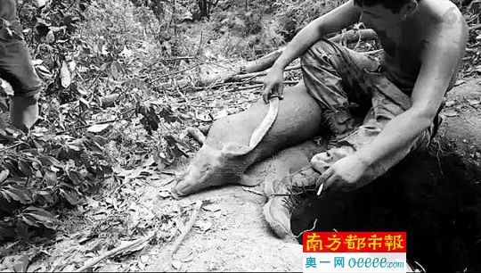 A video clip shows a man slays a wild boar. (Photo/Southern Metropolis Daily)