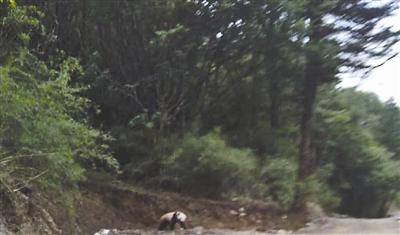 A giant panda enters a forest park in search of food at Jiajin Mountain of Yaan City, Southwest Chinas Sichuan Province. (Photo provided by Zhang Zhongyan)