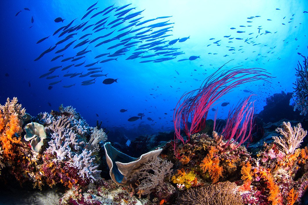 Covering most of the Coral Triangle,underwater Indonesia boasts a high marine diversity.Photo/Wonderful Indonesia