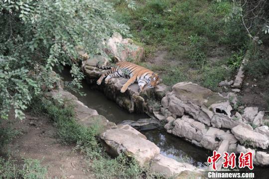 A tiger rests  at Changchun Botanical and Zoological Garden in northeast China's Jilin Province. (Photo/China News Service)