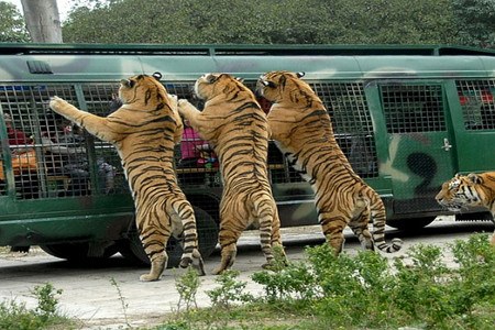 Tigers look into the tourist coach in the Beijing Badaling Safari World. (File photo)