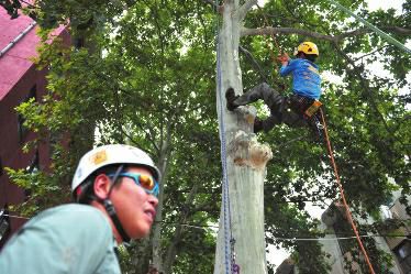 The Northwest University in Xi'an, capital of Shaanxi province opens tree-climbing class. (Photo/Huashang Newspaper)