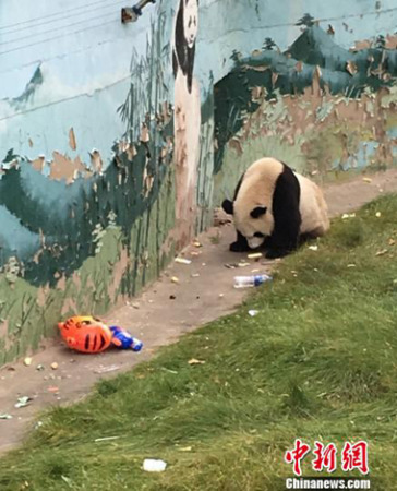 A giant panda at Taiyuan Zoo eats garbage thrown away by tourists. (Photo/Chinanews.com)