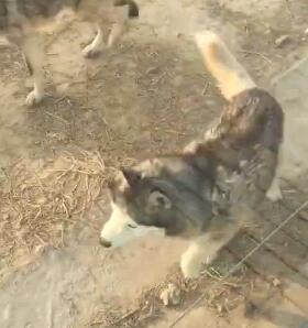 A dog-like animal walks in a wolf enclosure of a zoo in Dezhou, east China's Shandong Province. (Photo/video screenshot)