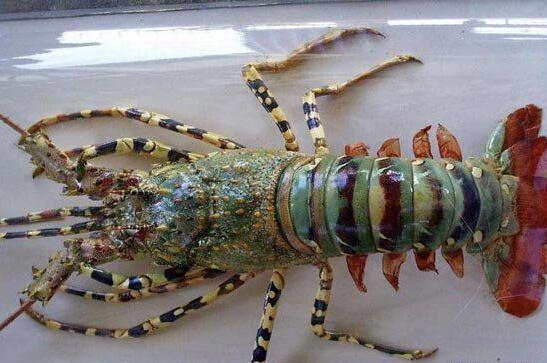 The lobster caught by Zhou weighs more than 1.5 kilogram. (Photo from web)