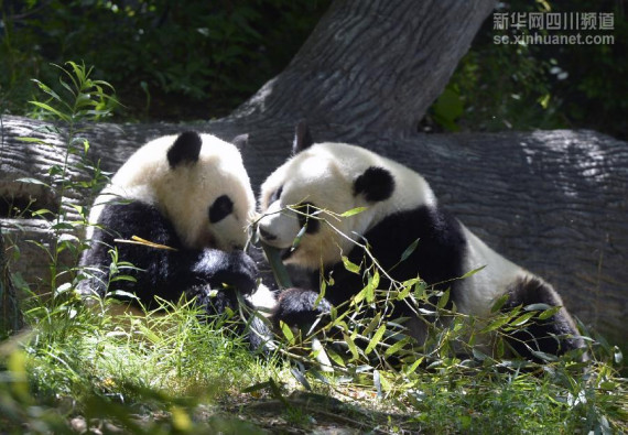 Twin pandas Mei Lun and Mei Huan were at the Atlanta Zoo in Atlanta, Georgia, May 22, 2015. (Xinhua file photo)