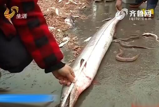 A giant eel is caught in Yantai, Shandong Province on Dec. 20, 2016. (Photo/iqilu.com)
