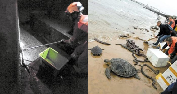 This combo photo shows a firefighter captures a freed snake at night (L), and people release snakes, turtles and other captive animals by the seaside. (Photo/caijing.com.cn)