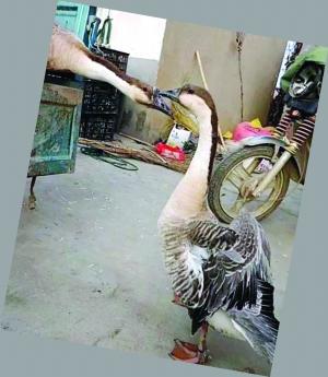 Two swan geese are reluctant to separate. (Photo/Modern Express)