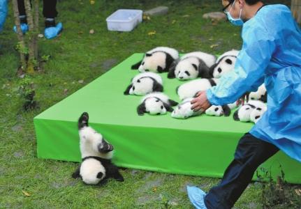 A baby panda falls face-first off a stage during an event. (Photo/West China Metropolis Daily)